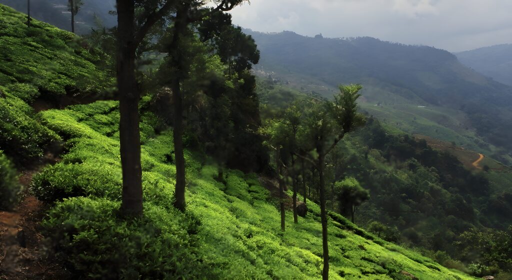 The Fading Sounds of the Hills: A Discourse on a Language and its Relationship with the Landscape